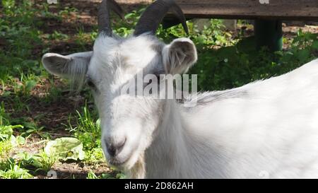 Das weiße lächerliche Kind wird auf dem Bauernhof, auf dem grünen Gras geweidet Stockfoto