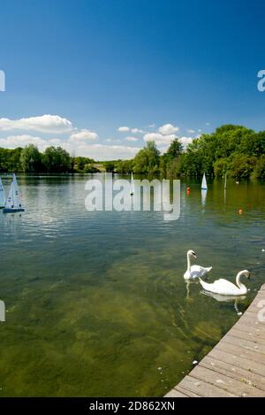 Schwäne und Modellboote auf lak, Cosmeston Lakes Country Park, Penart, Tal von Glamorgan, Südwales. Stockfoto