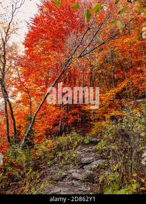 Herbstbäume mit hellen Blättern im Bergwald Stockfoto