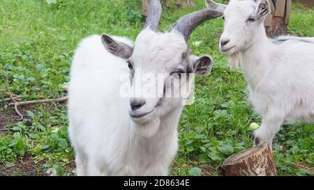 Das weiße lächerliche Kind wird auf dem Bauernhof, auf dem grünen Gras geweidet Stockfoto