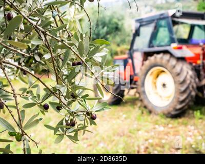 Olivenernte in Italien, um natives Olivenöl extra zu machen, auf dem Land, im Hintergrund ein Traktor, der die kostbare Last zur Mühle trägt Stockfoto