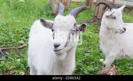 Das weiße lächerliche Kind wird auf dem Bauernhof, auf dem grünen Gras geweidet Stockfoto