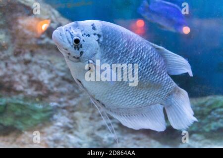 Fisch-Gurami-Marmor. Ein in Gefangenschaft gezüchteter Morph von Three Spot Gurami, bekannt als Opaline Gurami, auch bekannt unter dem lateinischen Namen Trichopodus trichopterus. Stockfoto