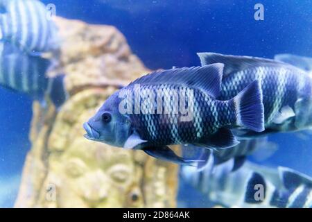 Der Niltilapia Fisch ist eine Art von Tilapia. Kommerziell wichtig als Lebensmittel Fisch und wird auch gezüchtet. Es ist auch kommerziell als Mangofisch bekannt Stockfoto