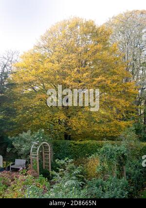 Goldgelbes Laub eines Hainbuche-Baumes im Herbst in Devon, England, UK. Carpinus betulus. Stockfoto