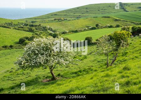 Ländliche Landschaft von sanften Hügeln und grünen Feldern mit Weißdornblüten im Frühjahr, Blick auf das Meer zwischen Winspit und Worth Matravers, Dorset Stockfoto