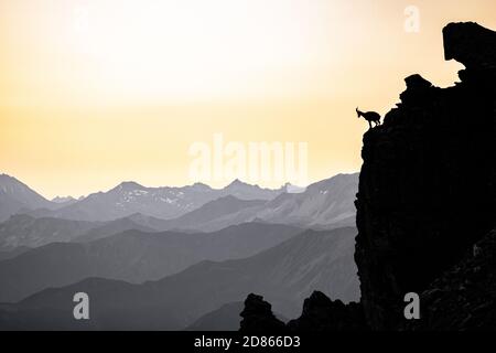 Silhouette einer walking Gämsen in den Schweizer Alpen Stockfoto