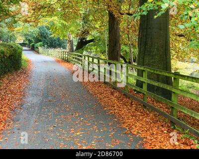 Herbstliche Bäume und gefallene Blätter entlang der Abbey Road in Knaresborough North Yorkshire Yorkshire England Stockfoto