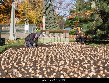 Ottawa, Kanada. Oktober 2020. Mitarbeiter Pflanzen Tulpenbirnen im Commissioners Park am Ufer des Dow's Lake für das jährliche Festival der Hauptstadt. Während dieser Woche werden sie erwartet, um etwa 270,000 Birnen von Hand zu Pflanzen, um nächsten Mai zu blühen. Das Festival 2021 wird unter dem Thema Befreiung der Niederlande 75. 1. Jahrestag, die ursprüngliche Feier im Jahr 2020 wird online wegen der Pandemie verschoben, sowie Rembrandt und die Dutch Masters. Kredit: Meanderingemu/Alamy Live Nachrichten Stockfoto