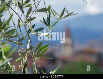 Olivenbaum Zweig in der toskanischen Landschaft. Eine Dorfkirche mit ihrem Glockenturm im Hintergrund Stockfoto