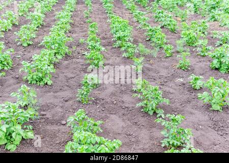 Kartoffel-Plantagen wachsen auf dem Feld. Landwirtschaft, Landwirtschaft. Anbau von Gemüse, selektive Fokus, Bauernhof Stockfoto