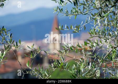 Olivenbaum Zweig in der toskanischen Landschaft. Eine Dorfkirche mit ihrem Glockenturm im Hintergrund Stockfoto