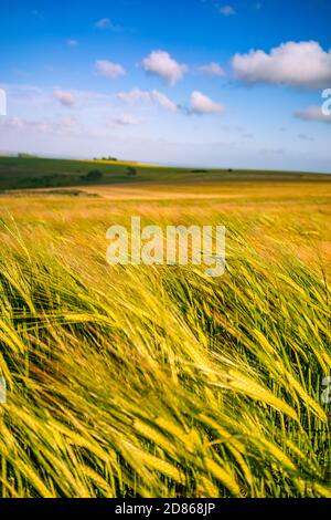 Landschaft der South Downs in Südengland mit langem Gras und Feldern an einem Sommertag. Stockfoto