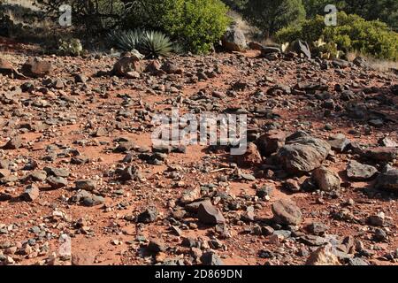 Der felsige, mit rotem Schmutz übersäte Trail des Soldier's Pass Trail, gesäumt von Prickly Pear Cacus, Yucca, Sträuchern und Gräsern in Sedona, Arizona, USA Stockfoto