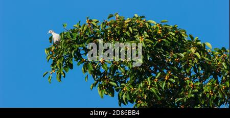 Eine kaiserliche Bergtaube oder Ducula badia, die sich saisonal mit reifen Feigenbäumen ernährt. Stockfoto