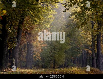 Alte Eichen- und Ahornbäume im herbstlichen Licht Stockfoto