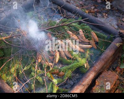 Kiefernzapfen brennen in einem Lagerfeuer, im Freien aus nächster Nähe Stockfoto