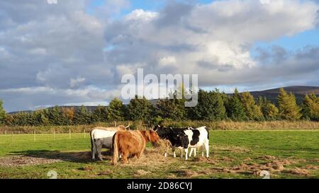 Kühe in schottischen Highlands Stockfoto