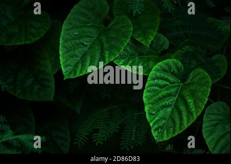 Close-up grüne Weinblätter nach dem Regen, abstrakte grüne Herzform von Weinblättern. Selektiver Fokus. Stockfoto