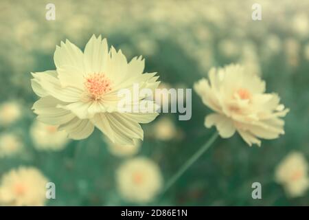 Nahaufnahme gelben Kosmos Blumen im frühen Licht. Gelber Kosmos blüht in voller Blüte. Weicher Fokus auf gelbem Blütenblatt. Stockfoto