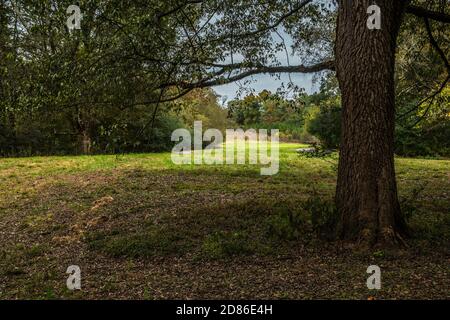 Ein Spaziergang durch einen bewaldeten Park, der um einen großen Baum geht Im Schatten mit einem offenen Bereich mit kurvigen Wegen Im Herbst in die Wälder Stockfoto