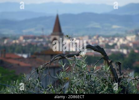 Olivenbaum Zweig in der toskanischen Landschaft in der Nähe von Arezzo Stadt. Eine Dorfkirche mit ihrem Glockenturm im Hintergrund Stockfoto