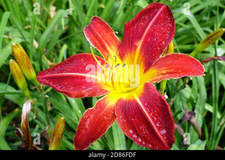 Rote Taglilie Hemerocallis 'Ruby Spider' Rote Blume Tagliliengartenblumen Stockfoto