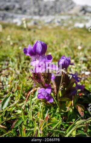 Feld Enzian, gentianella campestris, im Nationalpark Vanoise, Savoie, Frankreich Stockfoto