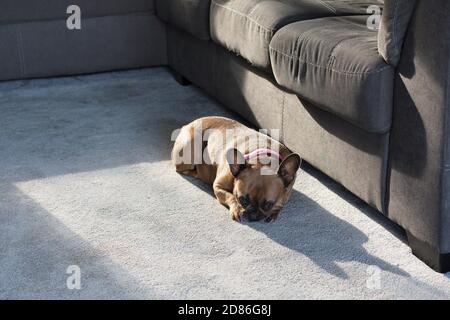 Ein süßer brauner französischer Bulldogge, der auf einem Teppich im Wohnzimmer schläft. Stockfoto