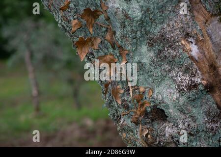 Trockene Efeu-Blätter auf Olivenbaum auf dem Hintergrund des Olivenhains, in der Toskana Land Stockfoto