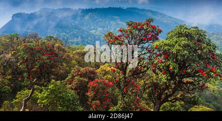 Landschaft von alten Rhododendron Wald in voller Blüte auf dem Berggipfel, blühende rote Rhododendron Blumen in der Saison. Himalaya Berge. Stockfoto