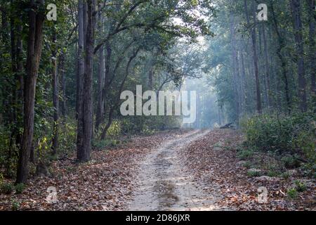 Am frühen Morgen im Wald von Indien Stockfoto