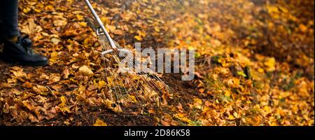 Rechen mit gefallenen Blättern im Herbst. Frau hält einen Rechen und Reinigung Rasen von Blättern Close-up. Hochwertige Fotos Stockfoto