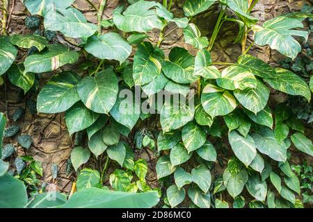 Eipremnum aureum scindapsus liana an der Wand. Stockfoto