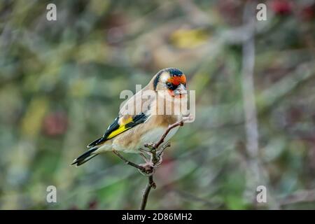 Ein sehr auffallendes, isoliertes Porträt eines hübschen europäischen Goldfinken (Carduelis Carduelis). Fotografiert auf einem Ast eines herbstlichen Weißdornbaums Stockfoto