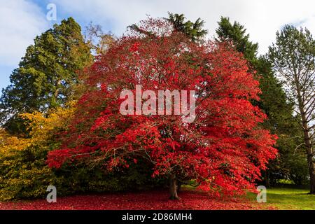 Schöne, bunte Ahornblätter und Bäume in der englischen Landschaft Stockfoto