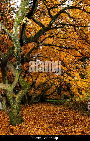 Schöne, bunte Ahornblätter und Bäume in der englischen Landschaft Stockfoto