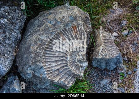 Impressum von Ammonit in Steinarchäologie und Paläontologie Hintergrund Stockfoto