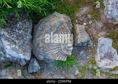Impressum von Ammonit in Steinarchäologie und Paläontologie Hintergrund Stockfoto