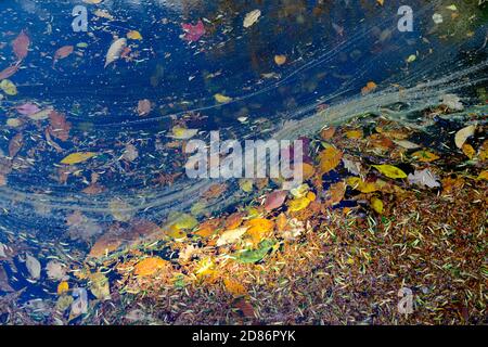 Herbstlaub auf dem Wasser schwimmt Stockfoto