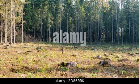 Waldlichtung mit Baumstümpfen von gefällten Bäumen Stockfoto