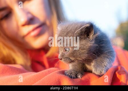 Graue Katze in den Händen. Kätzchen lächelnd sitzt in der Tasche der orangefarbenen Kleidung. Speicherplatz kopieren. Stockfoto