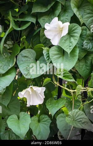 Moonflowers, Ipomoea alba, auf einer Weinrebe im Jefferson Market Garden, Greenwich Village, New York City, NY, USA Stockfoto