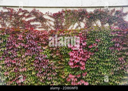 Wilder japanischer Efeu klettert an der Wand und wechselt die Farben Im Herbst Stockfoto