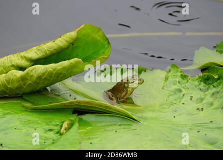Ein Frosch sitzt auf der Spitze der Lilie Pad Stockfoto