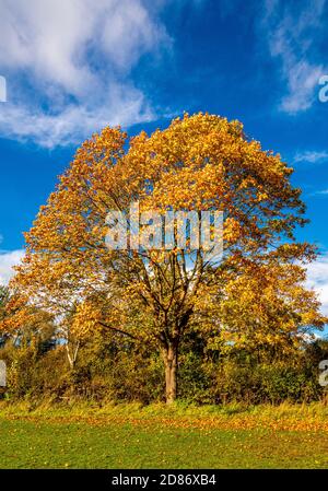 Platanenbaum im Herbst am Rande von Monks Stray, Heworth, York Stockfoto