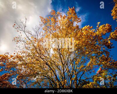 Platanenbaum im Herbst am Rande von Monks Stray, Heworth, York Stockfoto