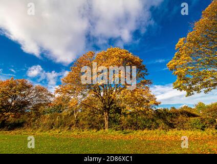Platanenbaum im Herbst am Rande von Monks Stray, Heworth, York Stockfoto