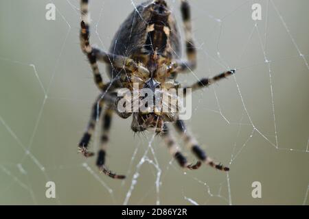 Garten Kreuz Spinne Makro-Textur, Unterseite Ansicht, Insekt im Netz warten auf eine Beute, detailliert, strukturiert mit verschwommenem blassgrünen Hintergrund Stockfoto
