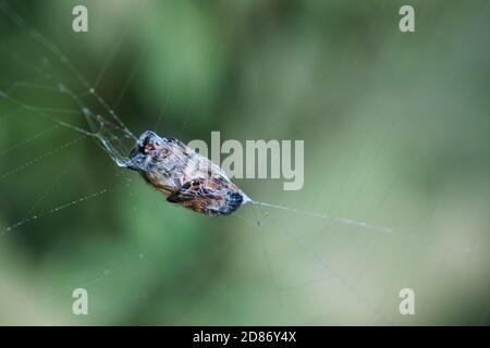 Ein Insekt in einem Spinnennetz verwickelt, eingewickelt in klebrige Seide, Makro einer Fliege und dünne Fäden, verschwommener grüner Hintergrund Stockfoto